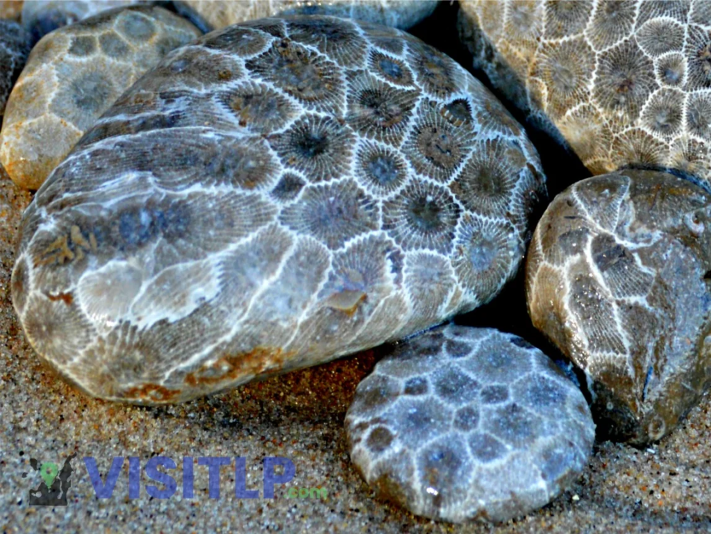 Close-up of a Petoskey stone