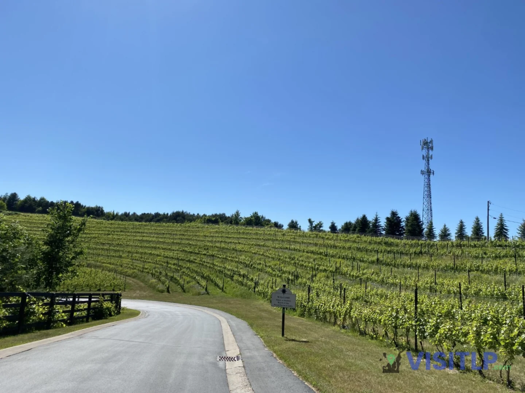 Vineyard drive at Black Star Farms in Suttons Bay