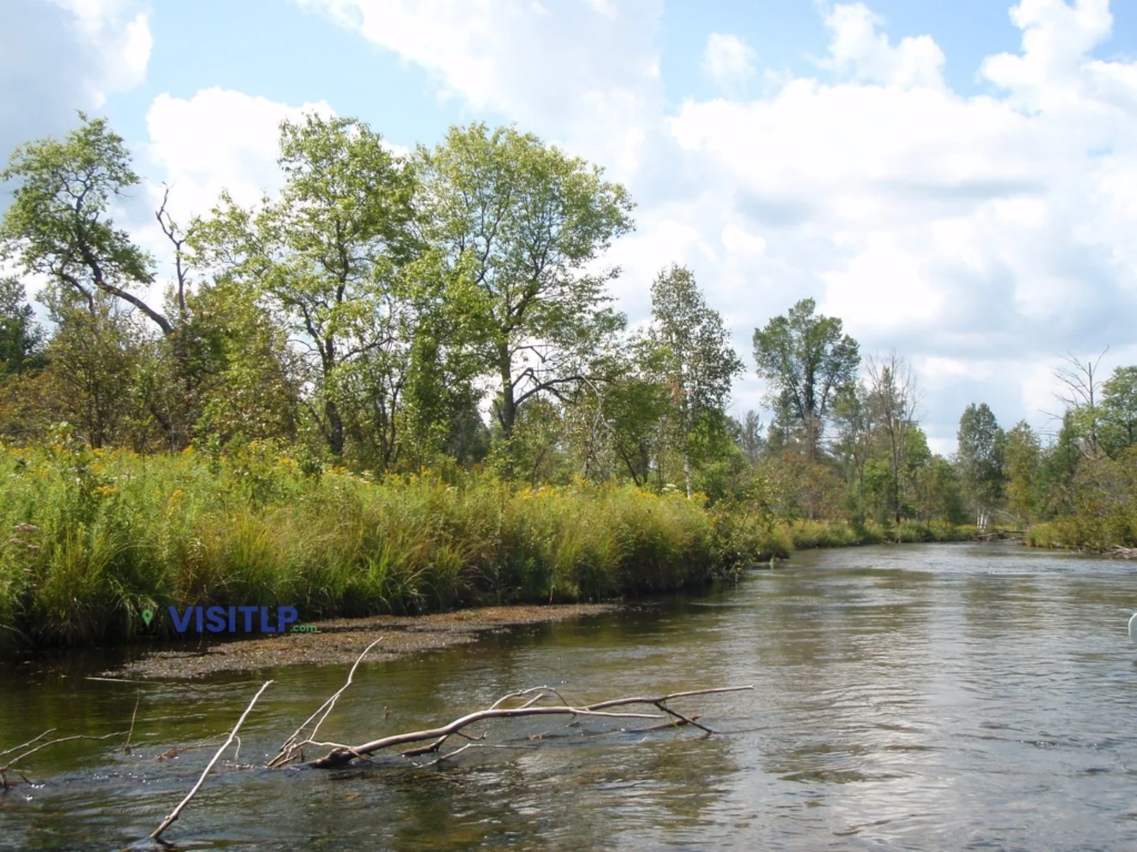 Wooded banks of the Crystal River near Glen Arbor
