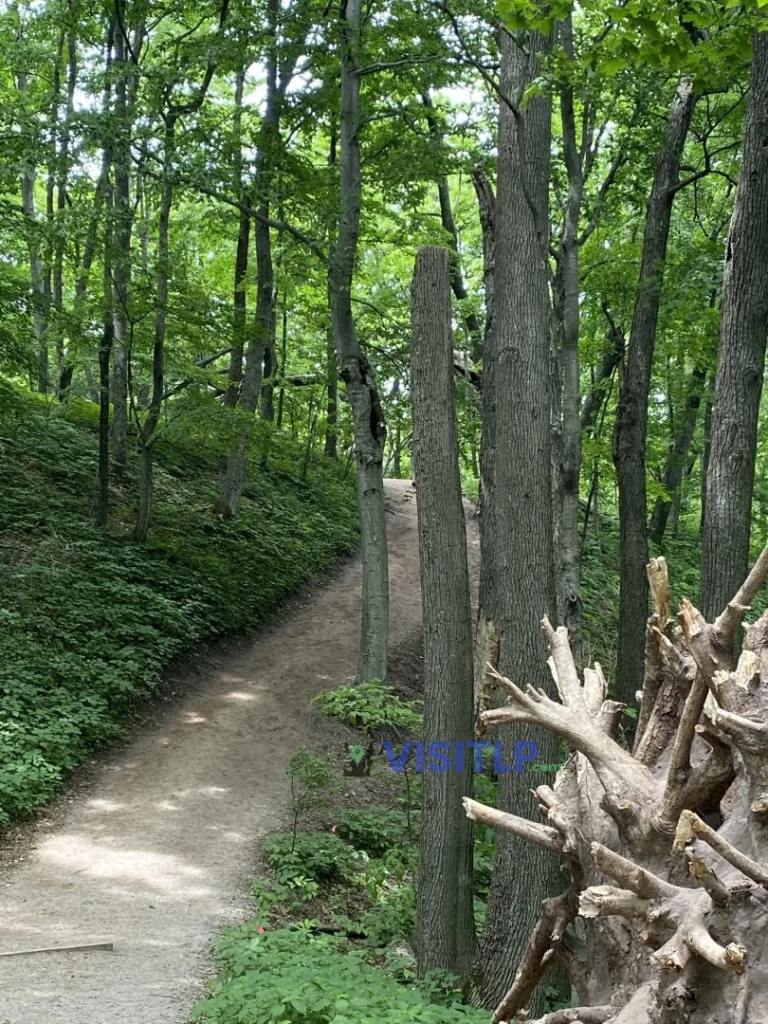 Woodland path on the Empire Bluff Trail