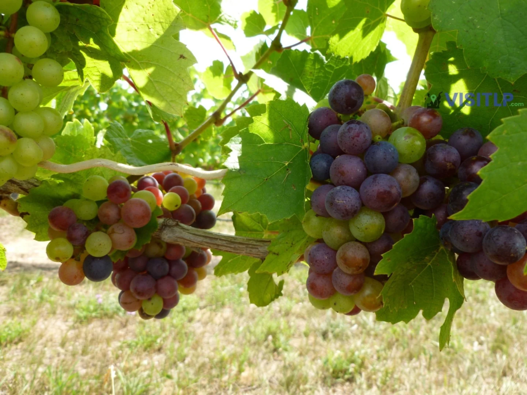 Grapes growing on a Leelanau vine