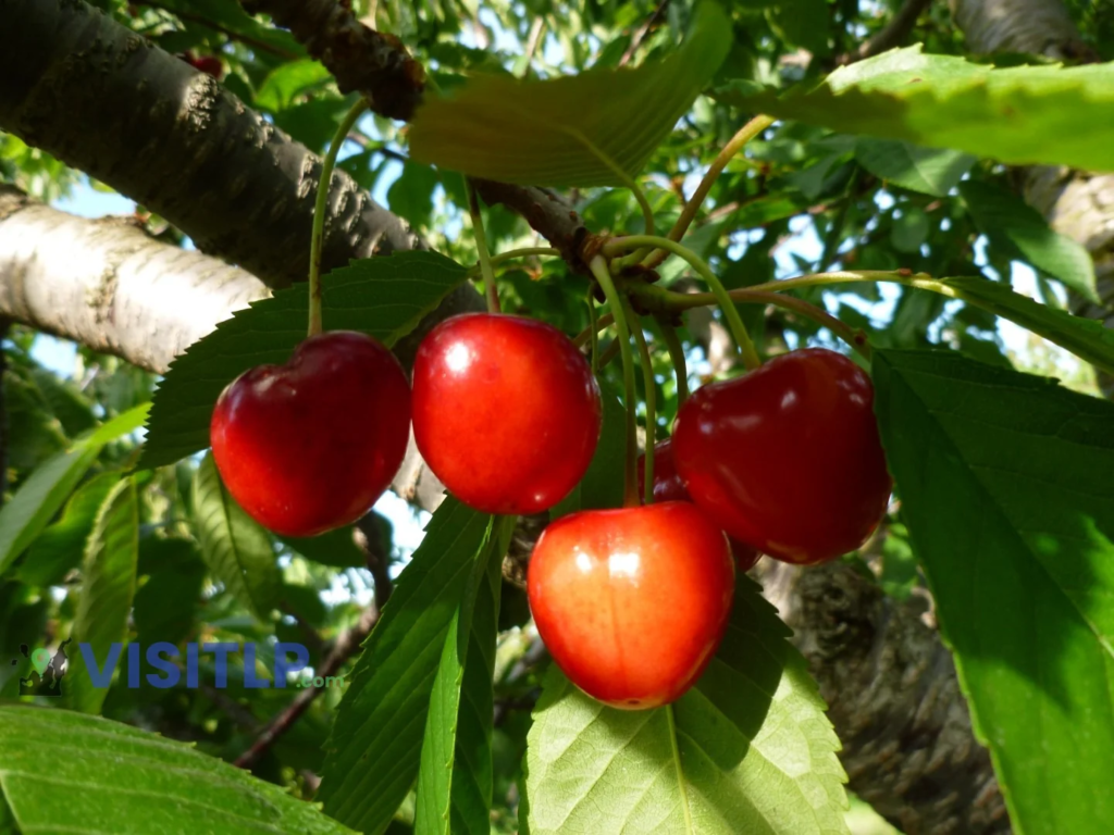 Cherries growing on a tree