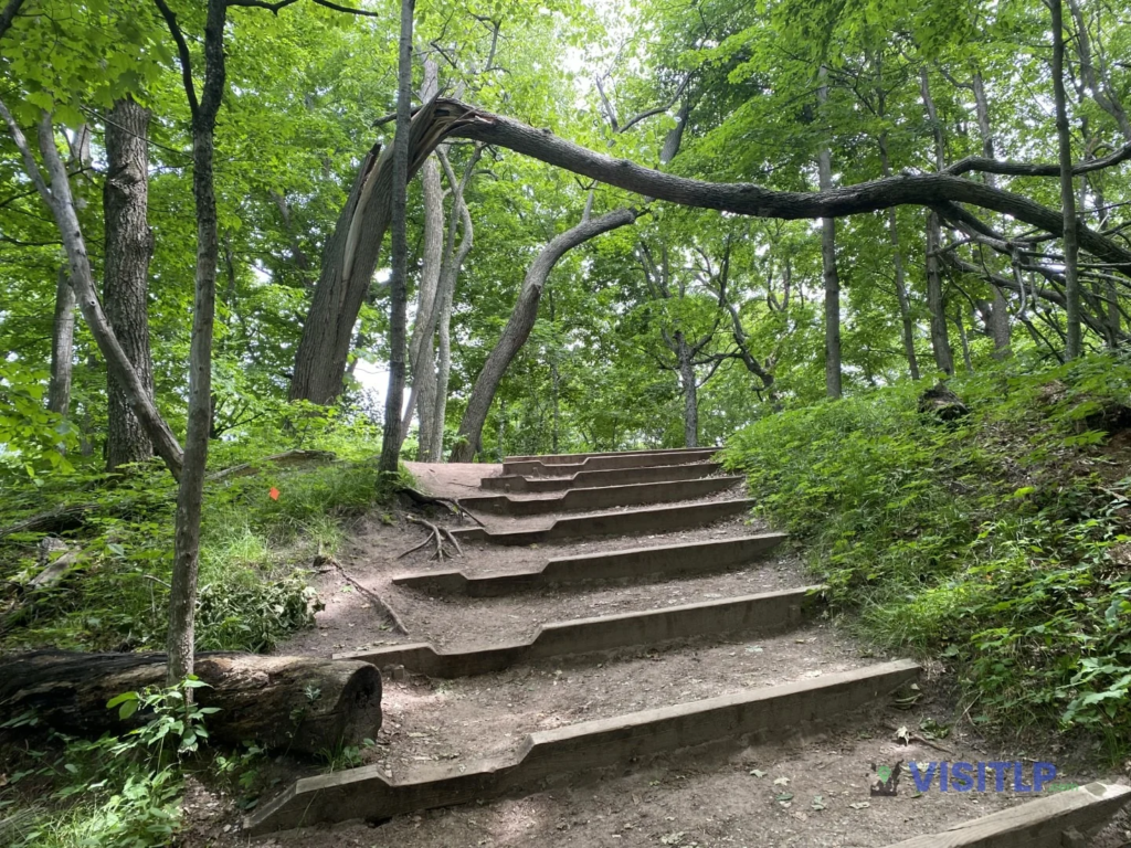 Woodland stairs on the Empire Bluff Trail